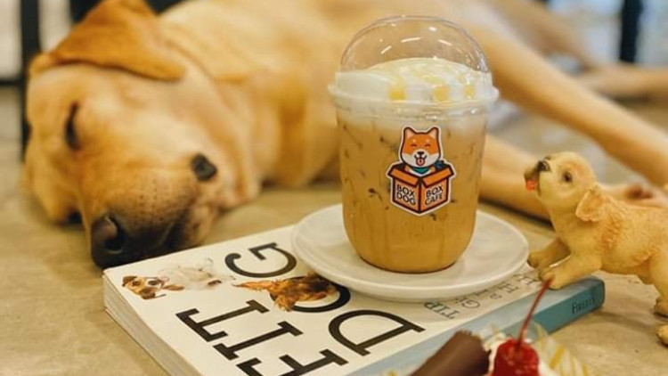 คนรักเจ้าตูบมีเฮ! Box Box Dog Café สาขาเชียงรายเปิดแล้ว