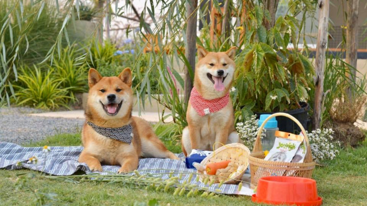 “Mr.Shiba House” คาเฟ่ชิบะสไตล์ฮอกไกโด