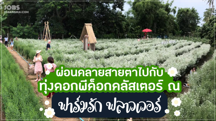 ผ่อนคลายสายตาไปกับทุ่งดอกพี่ค็อกคลัสเตอร์ ณ ฟาร์มรัก ฟลาวเวอร์
