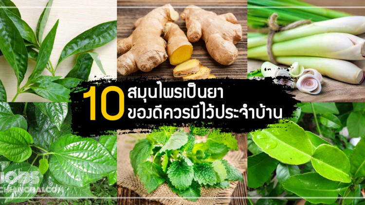 10 สมุนไพรสรรพคุณเป็นยา มีติดบ้านไว้จะเกิดผล